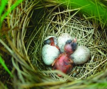 Saltmarsh sparrow nestlings.