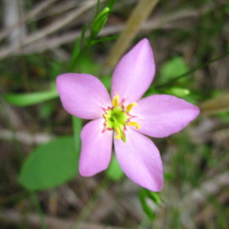 Close-up of photo a Marsh Pink flower.