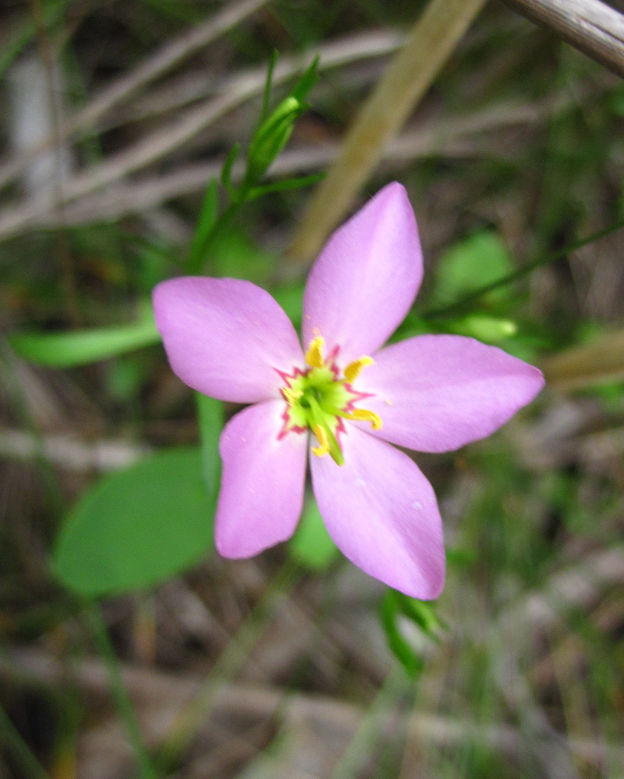Close-up of photo a Marsh Pink flower.