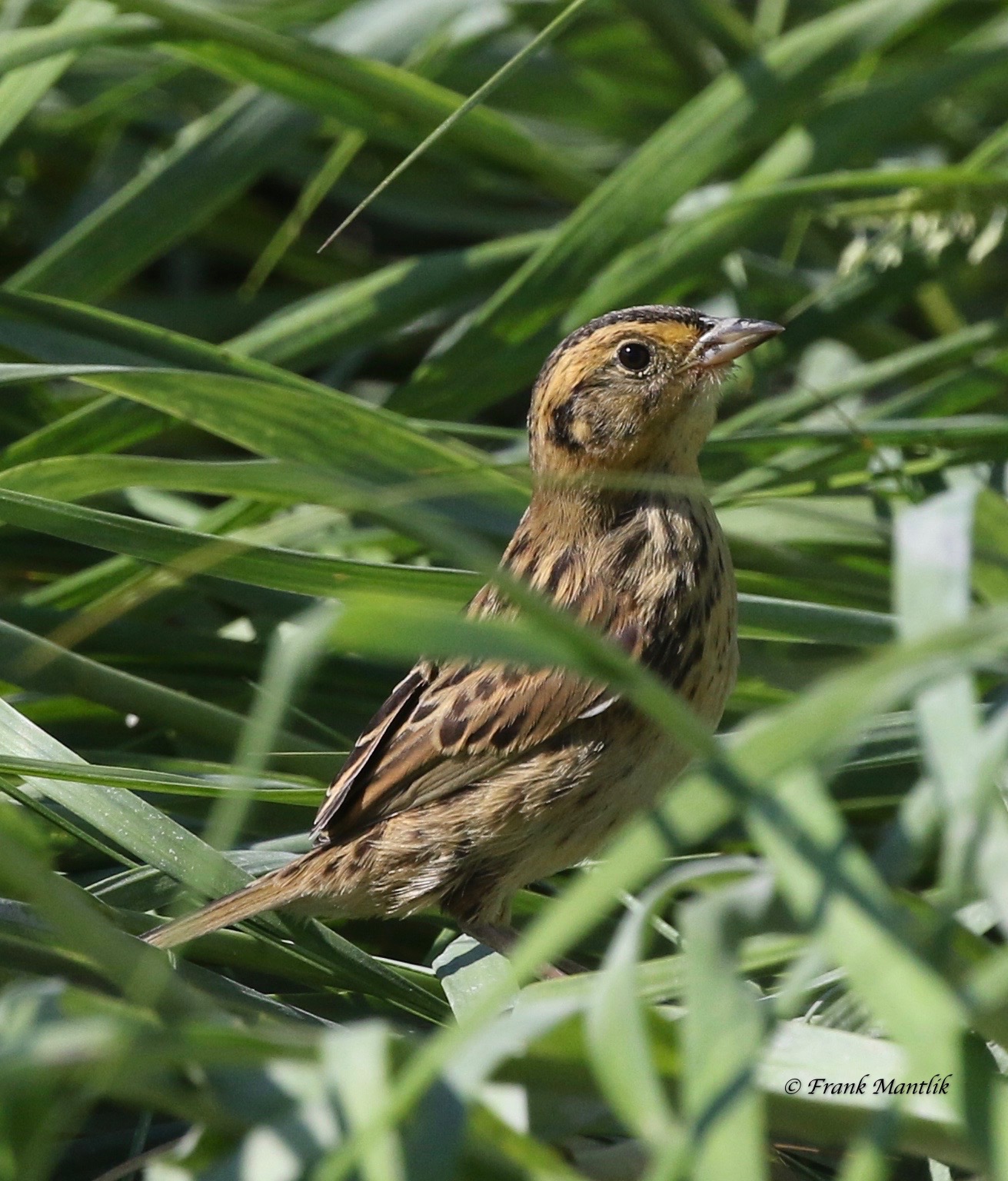 A saltmarsh sparrow in nesting grass habitat saltmarsh grass habitat at Great Meadows Marsh. 