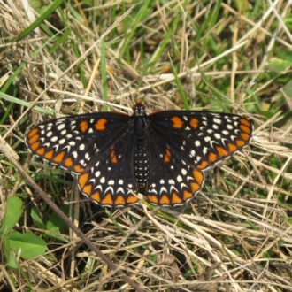 A Baltimore Checkerspot butterfly in Caumsett State Park on Long Island.