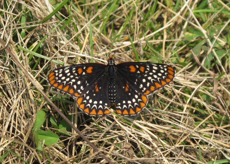 A Baltimore Checkerspot butterfly in Caumsett State Park on Long Island.