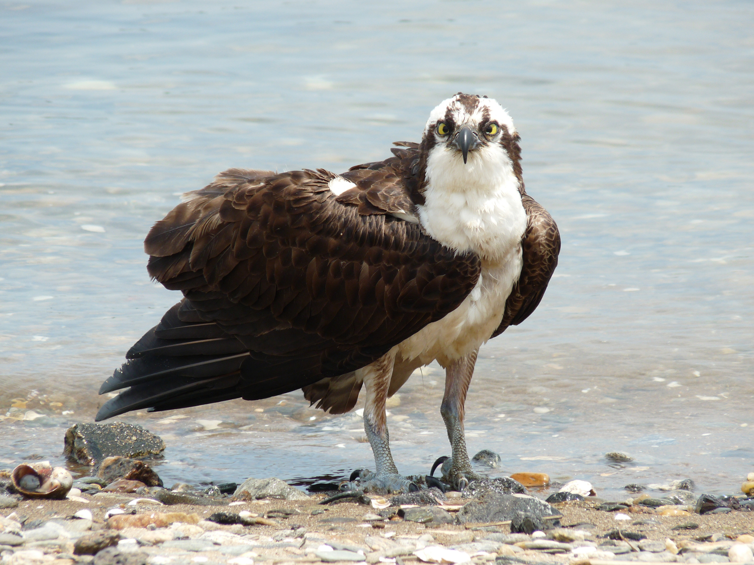 Ospreys (Fish Hawks) are Nesting Now