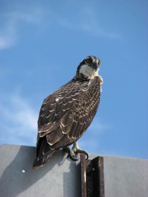 A juvenile osprey on a sign at Manorhaven Beach Park boat ramp. (Photo by Jennifer Wilson-Pines)