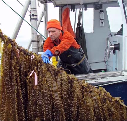 Bren Smith harvesting kelp