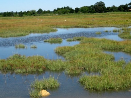 SLAMM predicts that infrequently flooded high marsh dominated saltmarshes, such as this along the Hammonasset River, are expected to change to low marsh dominated systems with more mudflats, affecting the suite of plants and animals that use the high marsh to breed and feed.