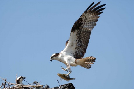 An osprey with fish going to its nest at Kings Park on Long Island.Photo by George DeCamp