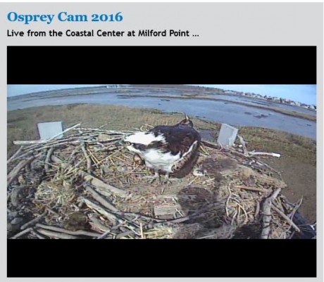 osprey cam2