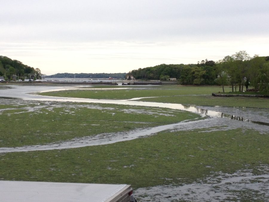 A macroalgae bloom at Centerport Harbor in Suffolk County.