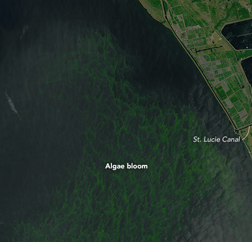 A satellite image of an algaeal bloom in Lake Okeechobee.
