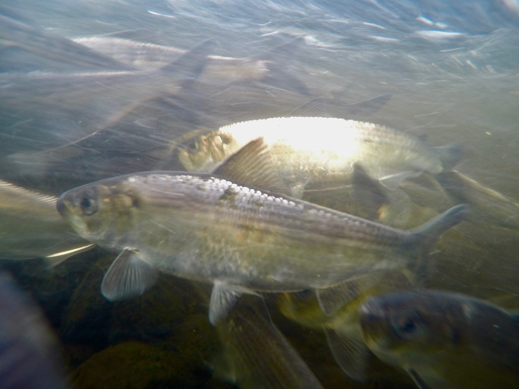 Alewives in the Peconic River. Photo by: Bryan Young