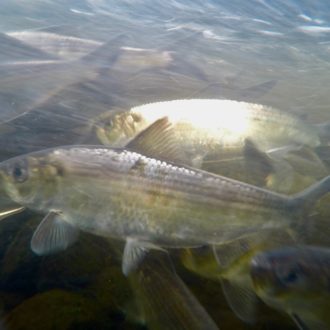 Alewives in the Peconic River. Photo by: Bryan Young