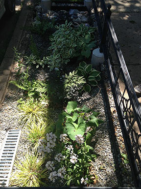 Plantings and rocks are are organized to capture and filter stormwater pollution before entering a storm drain.