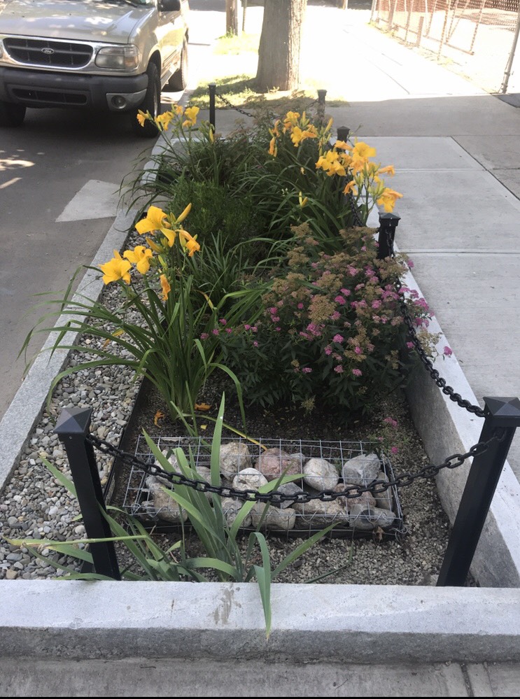 A fully installed and planted bioswale in bloom on a downtown New Haven Street.