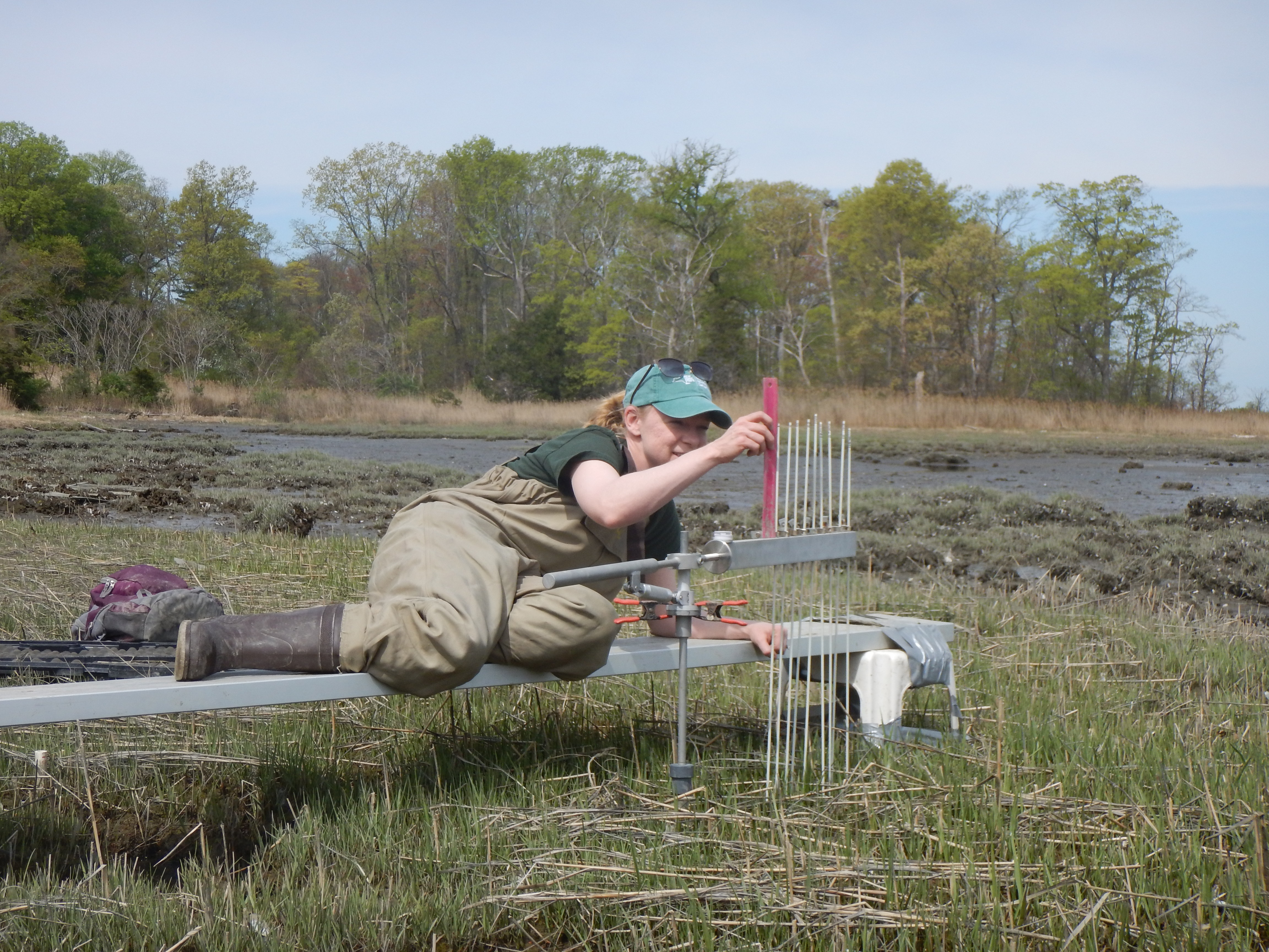 Habitat Coordinator Vicky O’Neill measuring the elevation change of coastal marsh sediment at West Pond in Glen Cove, NY. Photo Credit: NYSDEC.