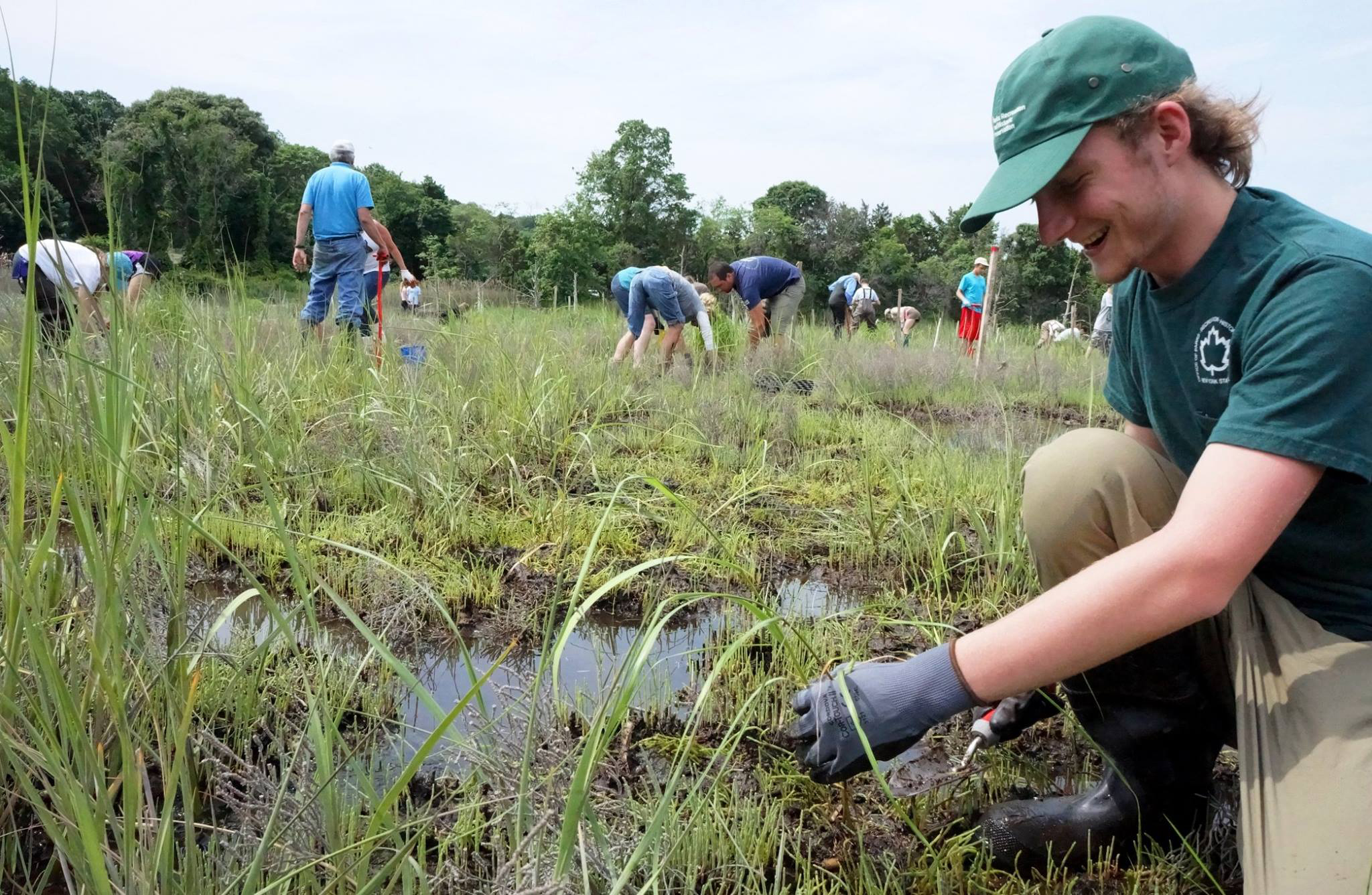 Volunteers join a New York State Parks employee in planting salt marsh grasses at Sunken Meadow State Park. Credit: Save the Sound.