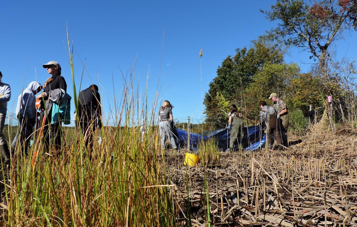 Volunteers removing invasive Phragmites australis and planting native Spartina alterniflora.