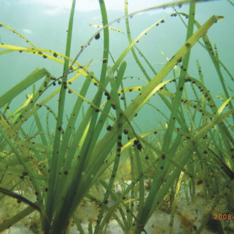 eelgrass photo courtesy of Cornell Cooperative extension.