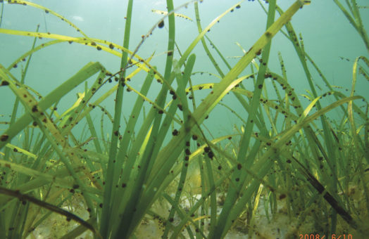 image for Funding Available for Long Island Sound Eelgrass Restoration Program