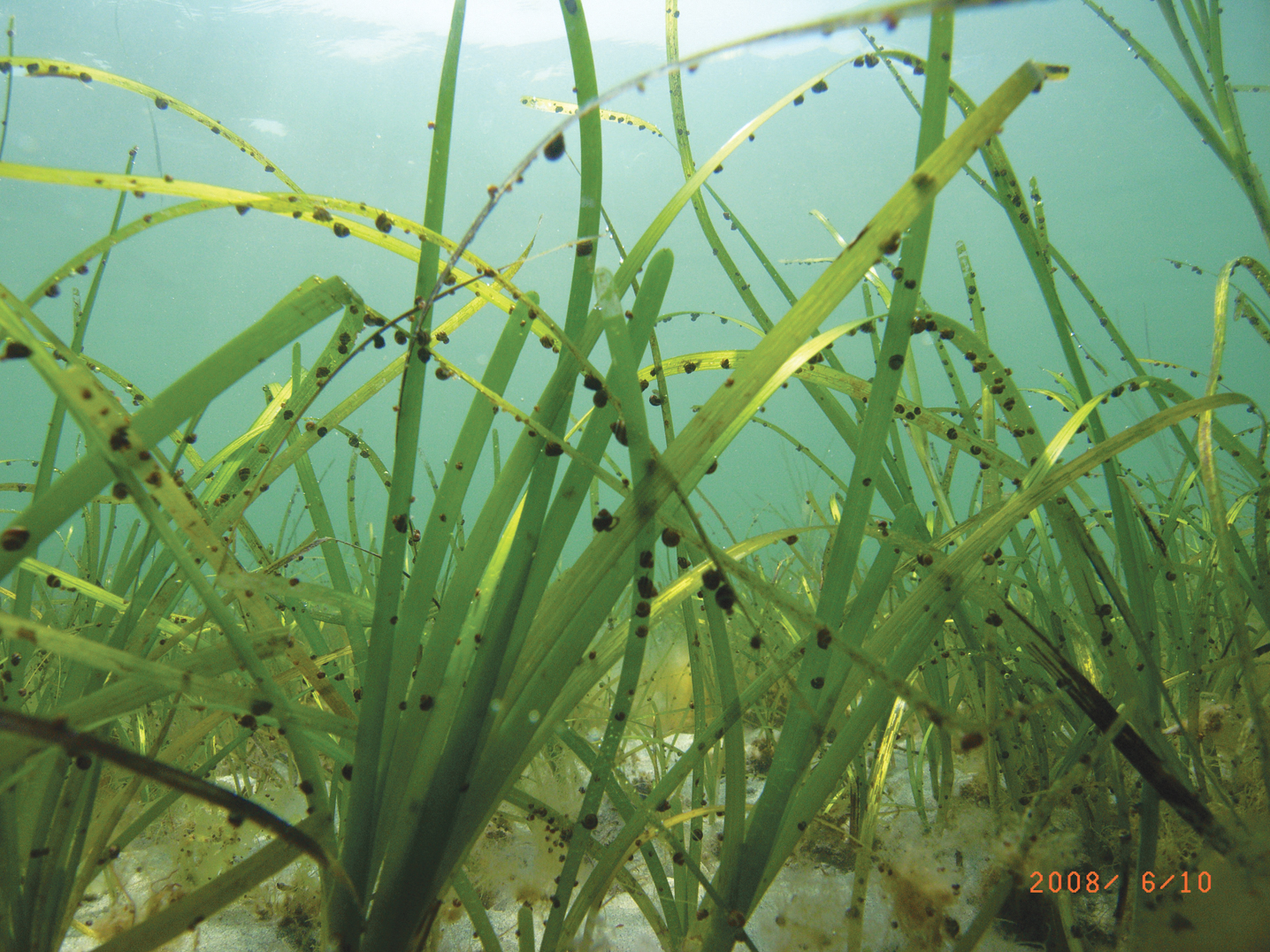 Sunlight penetrating the surface to the seafloor is needed for eelgrass to grow. Photo by Cornell Cooperative Extension Suffolk County Marine Program.
