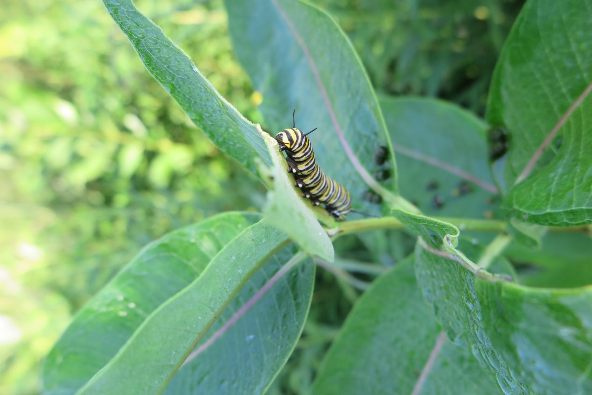 A Monarch caterpillar consumes the leaves of the common milkweed, Asclepias syriaca, in anticipation of pupating into our familiar (and increasingly threatened) Monarch butterfly. The photo describes the topic of pollinators, which is presented on the show.






Photo: Judy Preston

