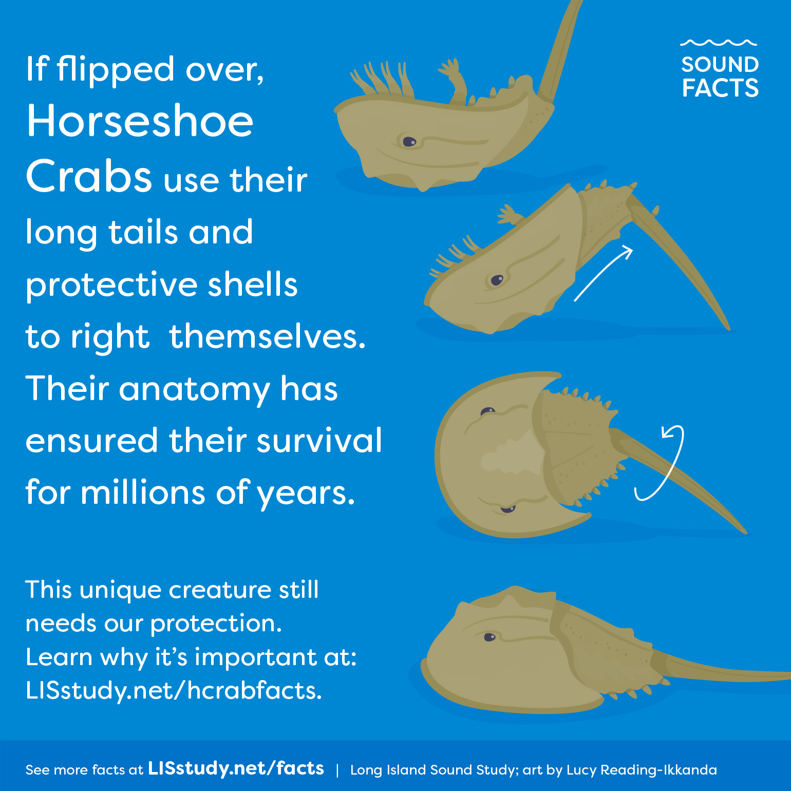 What's the Deal with that Weird Big Blue Crab on the Beach? - Hook, Line  and Science