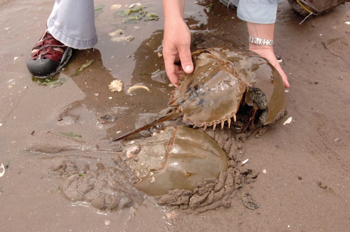 Horseshoe Crabs: the Real Bluebloods - Long Island Sound Study