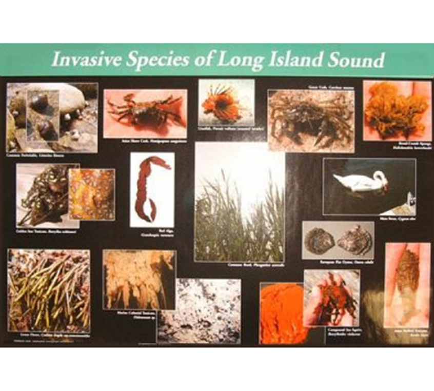 Aquatic Invasive Species of Long Island Sound Poster - Long Island ...