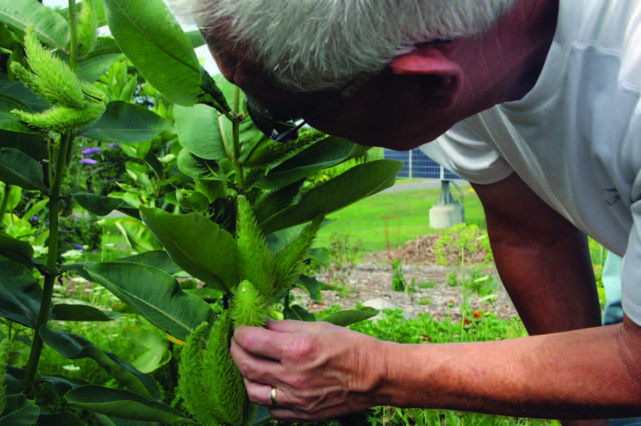 Bob Kuchta, a volunteer garden designer with Friends of Hammonasset, looks for monarch butterfly eggs on a milkweed pod.