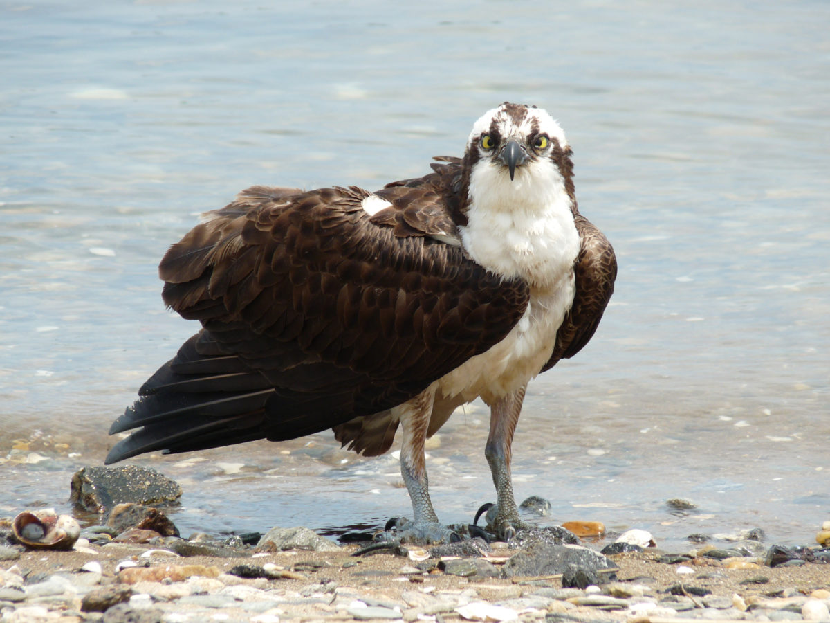 osprey sound