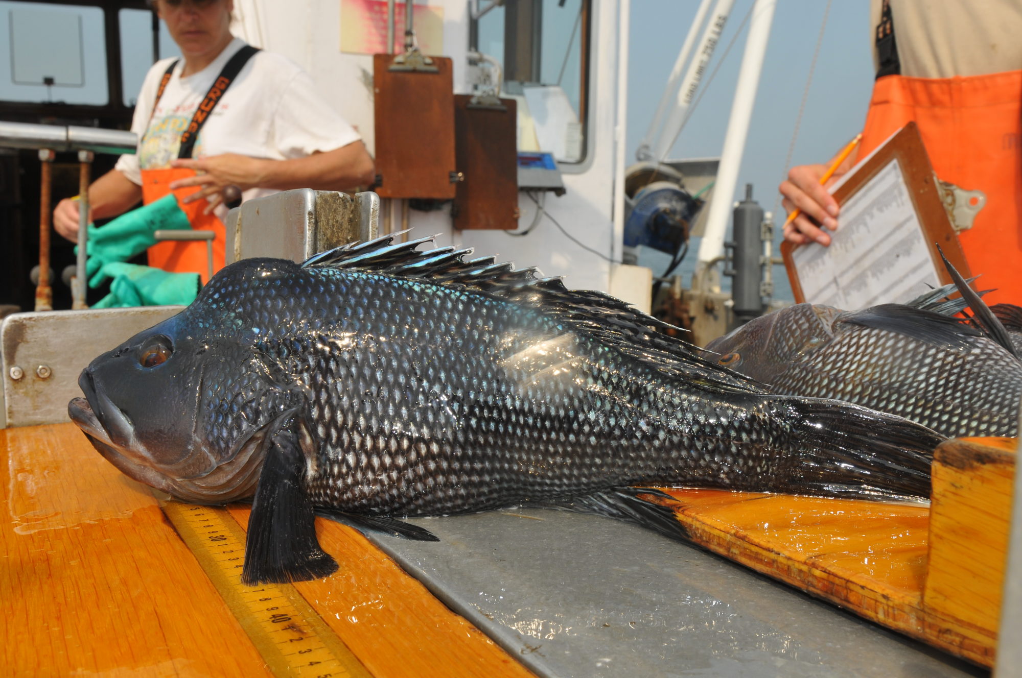 A black sea bass is measured on board the Research Vessel John Dempsey as part of the CT DEEP's Long Island Sound Fish Trawl Survey. 