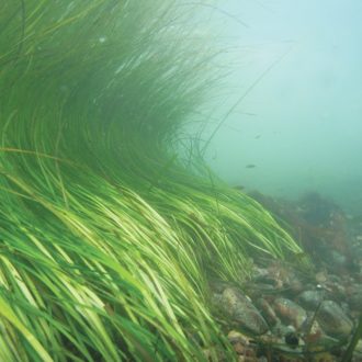 An eelgrass bed off of Fishers Island, N.Y. Photo: CCE Suffolk County Marine Program.