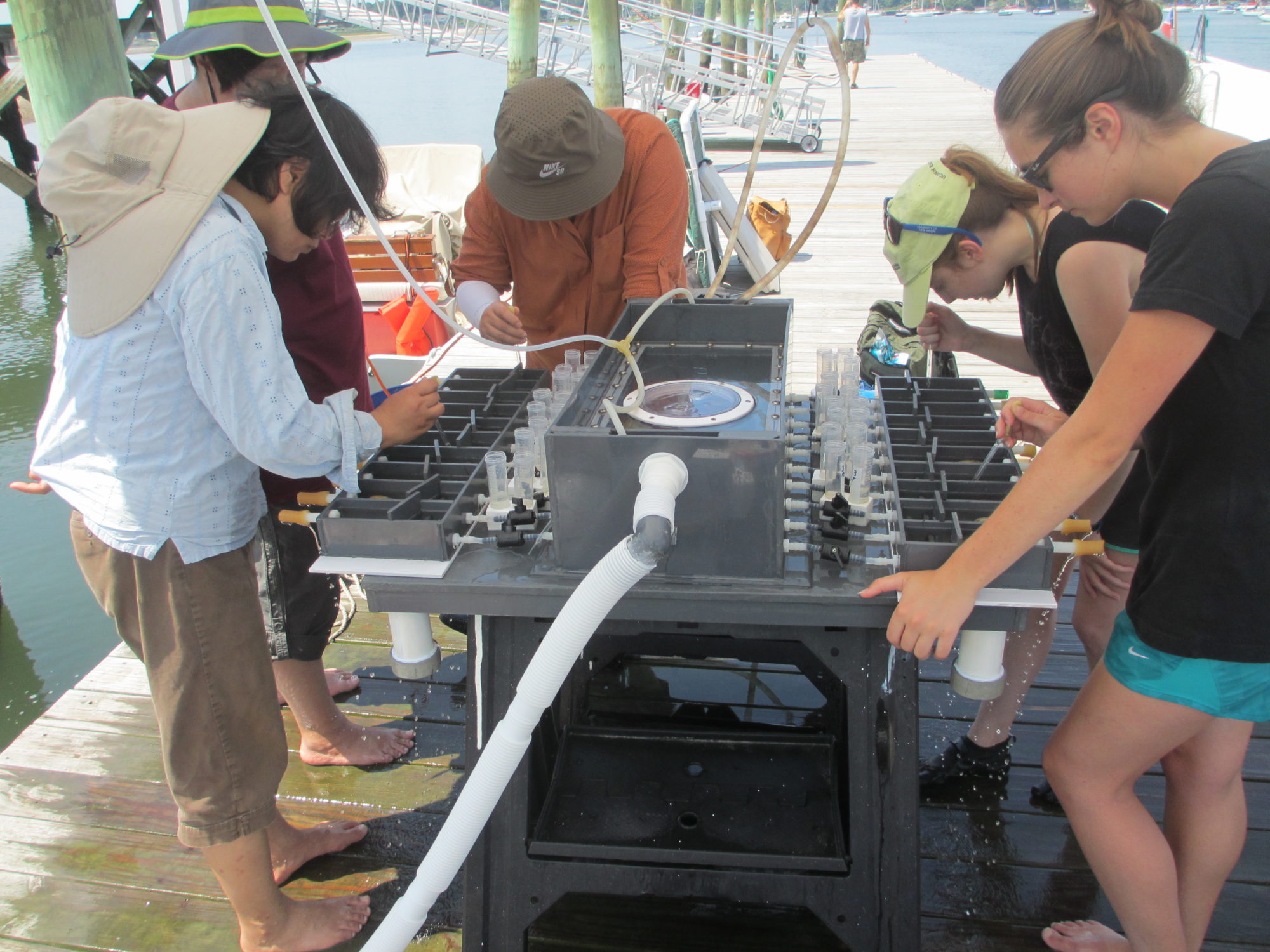 Shellfish feeding and nutrient uptake is measured at a watershed in Greenwich for research about shellfish to support their role in the ecology of the Long Island Sound. 