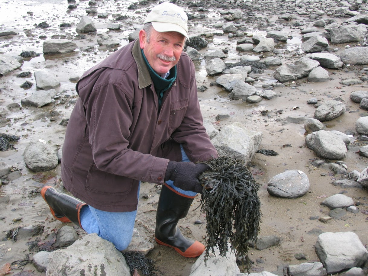 Charlie Yarish, a recently retired ecoology and marine science professor and former scientist on the Long Island Sound Study committee, holds rockweed at a site in Connecticut.