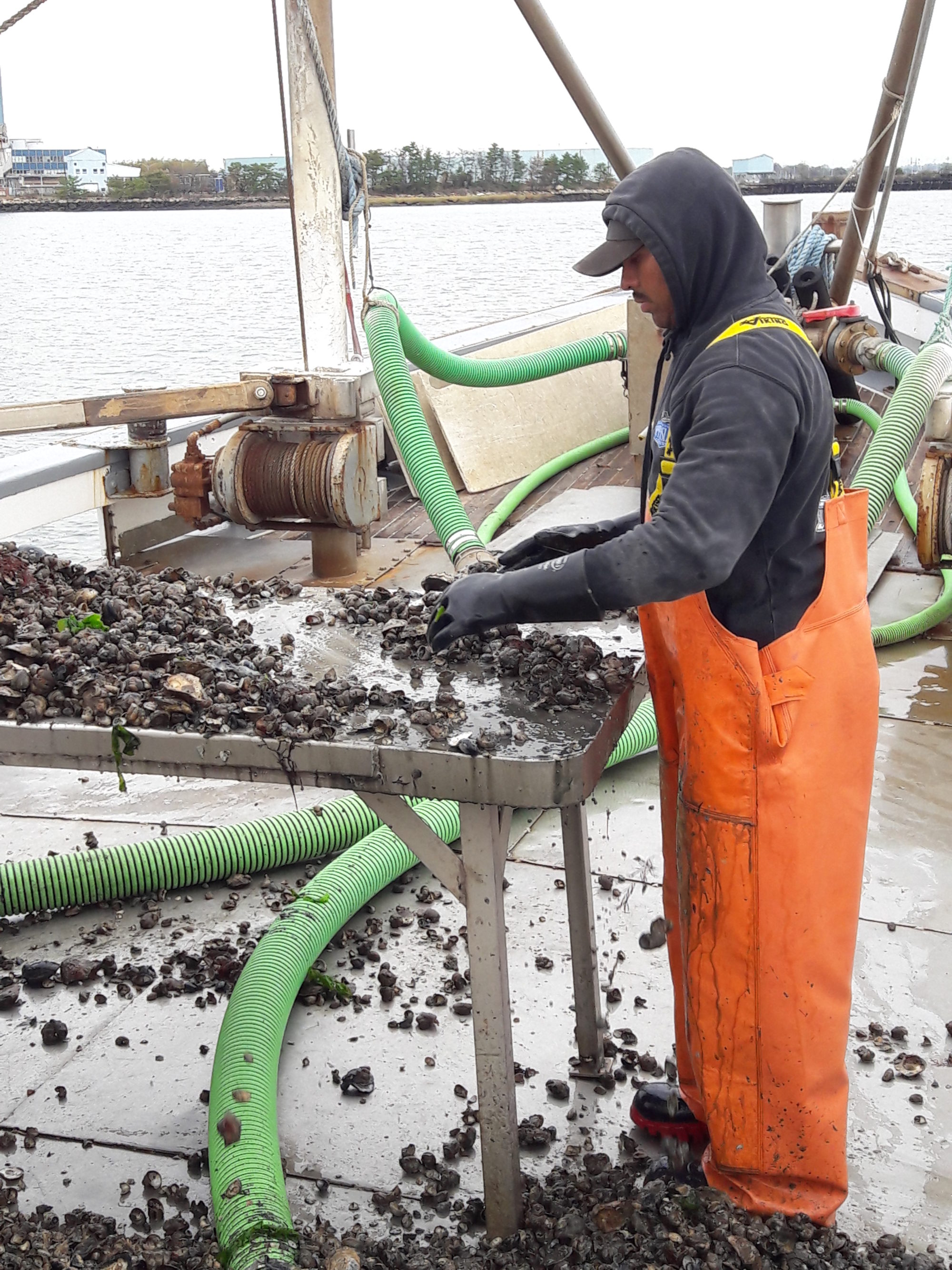 An individual is pictured collecting slipper snails and oysters from Jimmy Bloom’s boat in Norwalk for a previous study.
