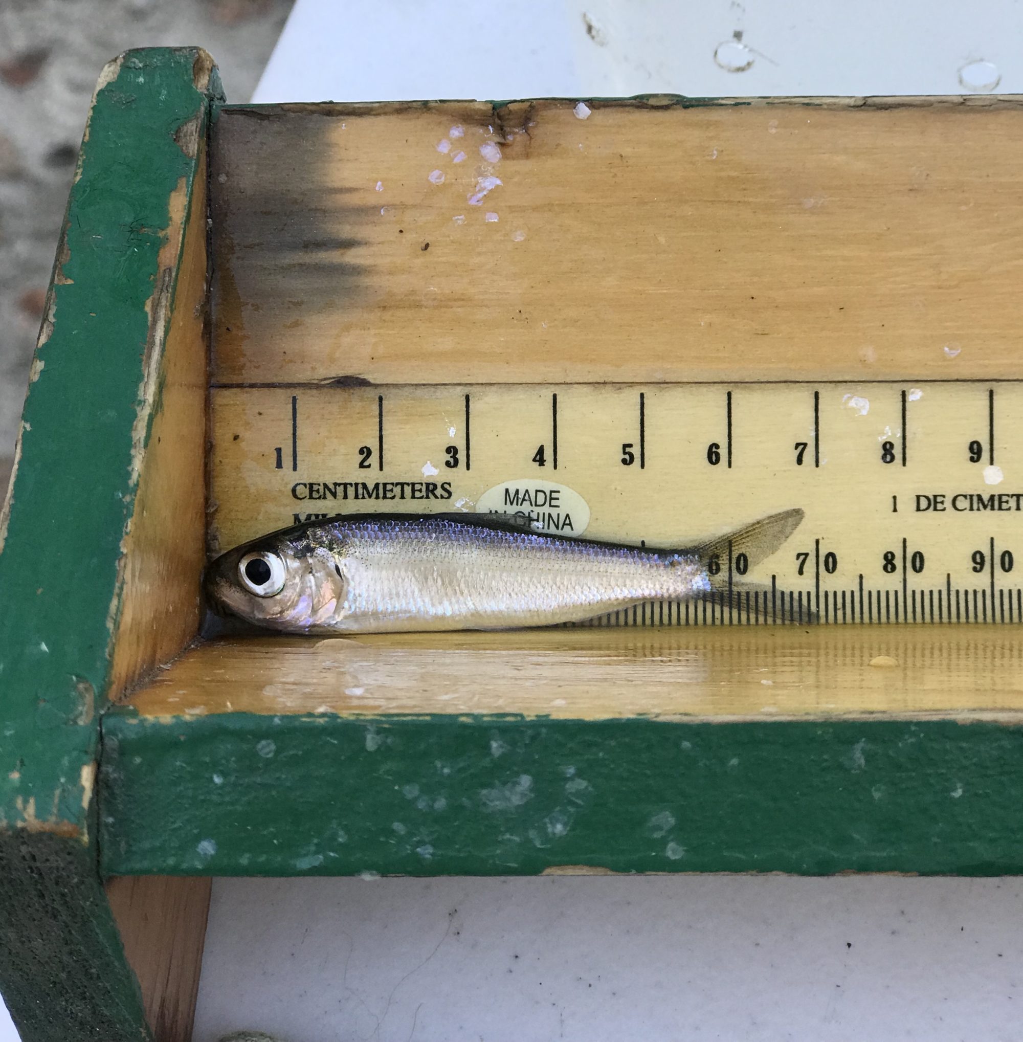 A juvenile alewife being measured as part of a small sampling survey at Bride Lake.