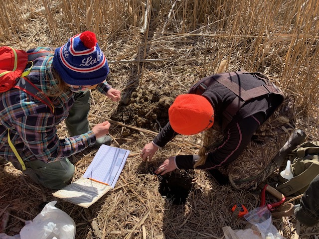 Franco Gigliotti (UConn PhD student) and Debbie Surabian (NRCS-CT) sample soils at Great Meadows Marsh for potential reuse in saltmarsh restoration. 