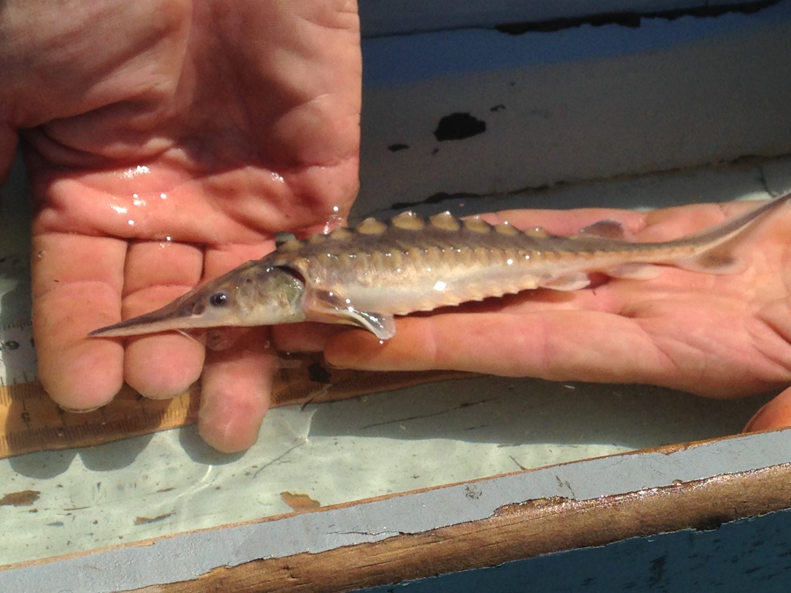 The first-ever Connecticut River born Atlantic sturgeon hatchling, held by hand.
