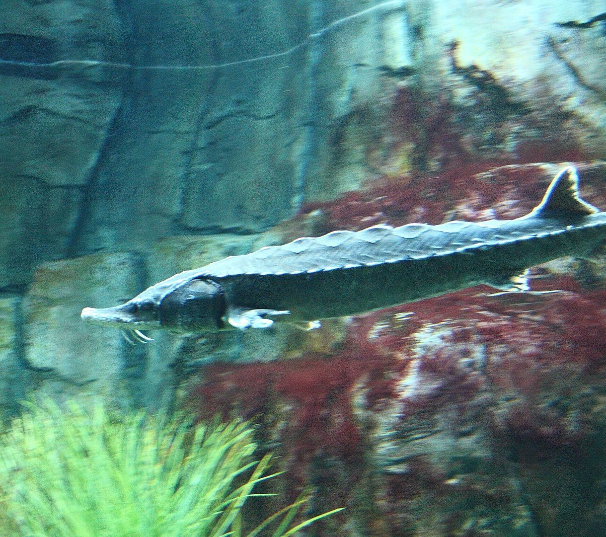 Atlantic sturgeon at the Aquarium du Québec.