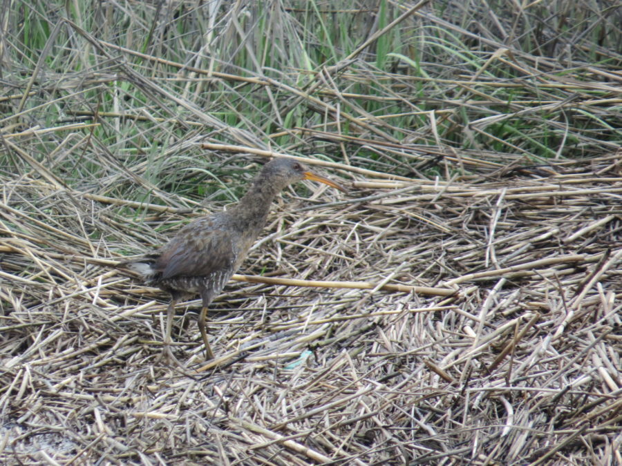 A clapper rail at Great Meadows Marsh, who nests on site.
