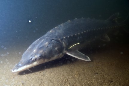 An underwater photograph of a shortnose sturgeon, taken in the Connecticut River.