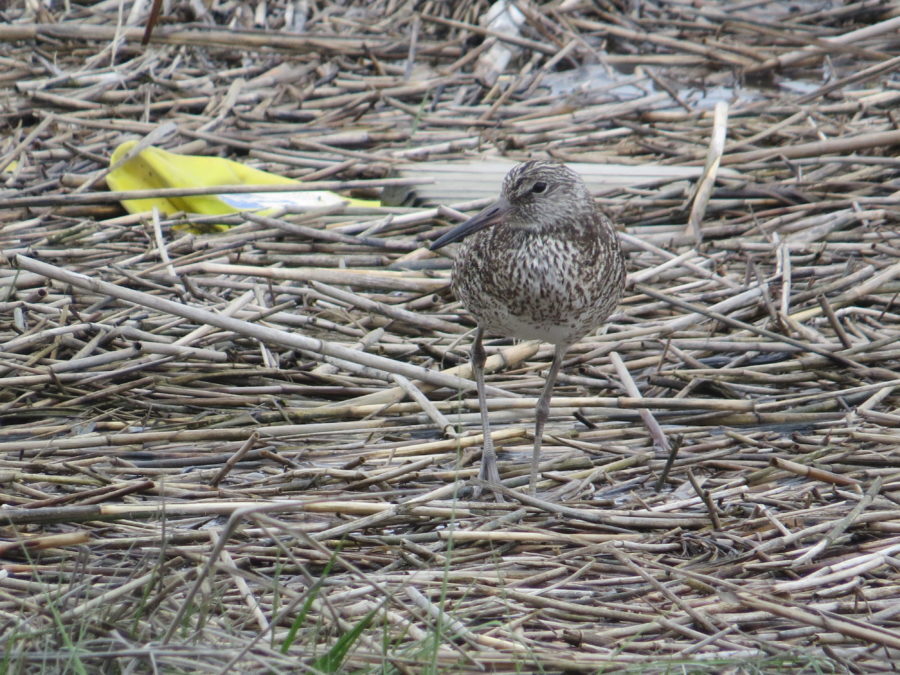 A willet at Great Meadows Marsh, who nests on site.
