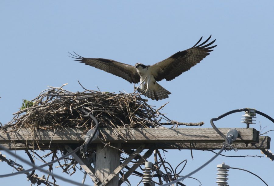 An osprey lands and nests at Great Meadows.