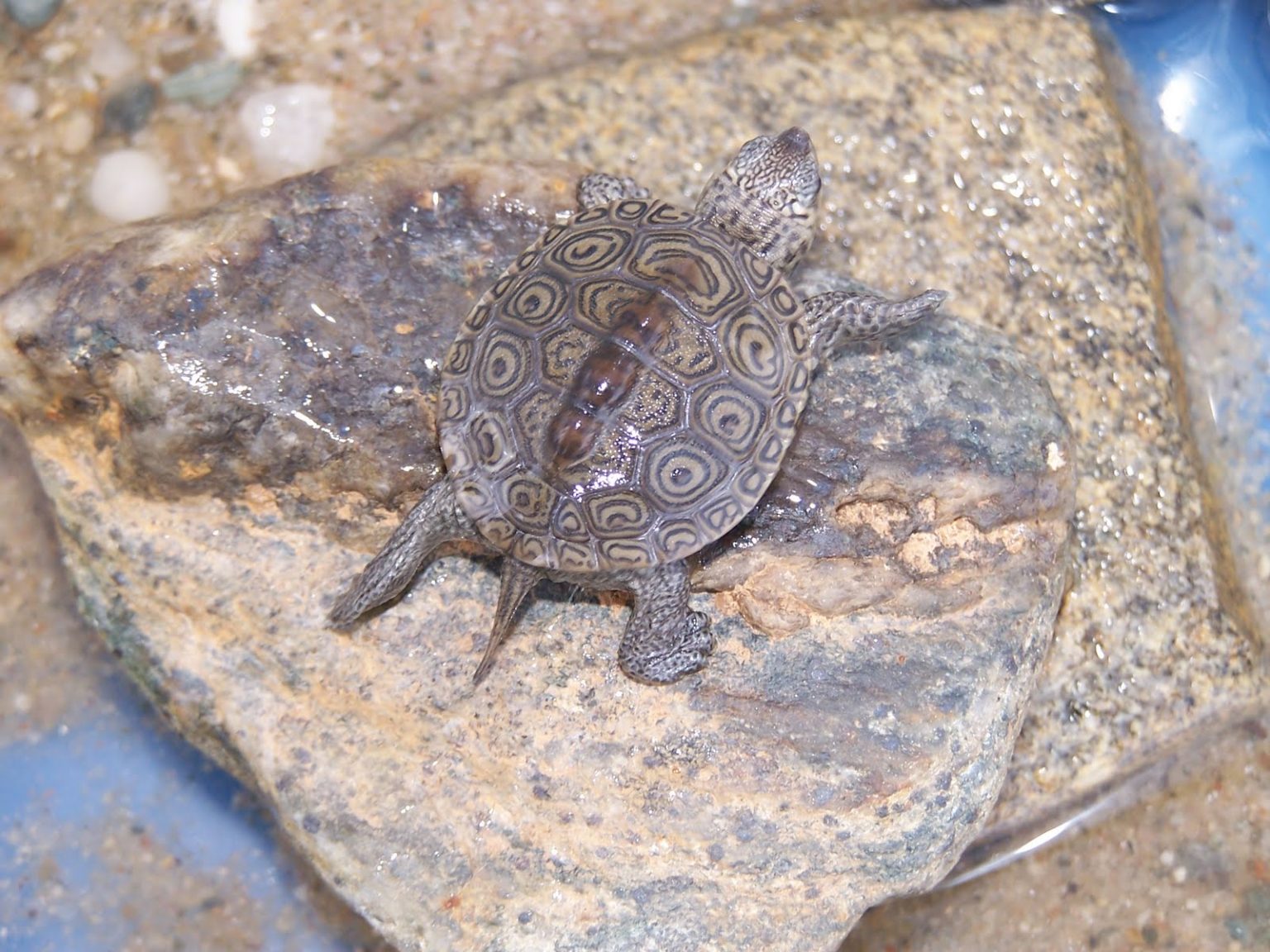 Diamondback Terrapins - Long Island Sound Study