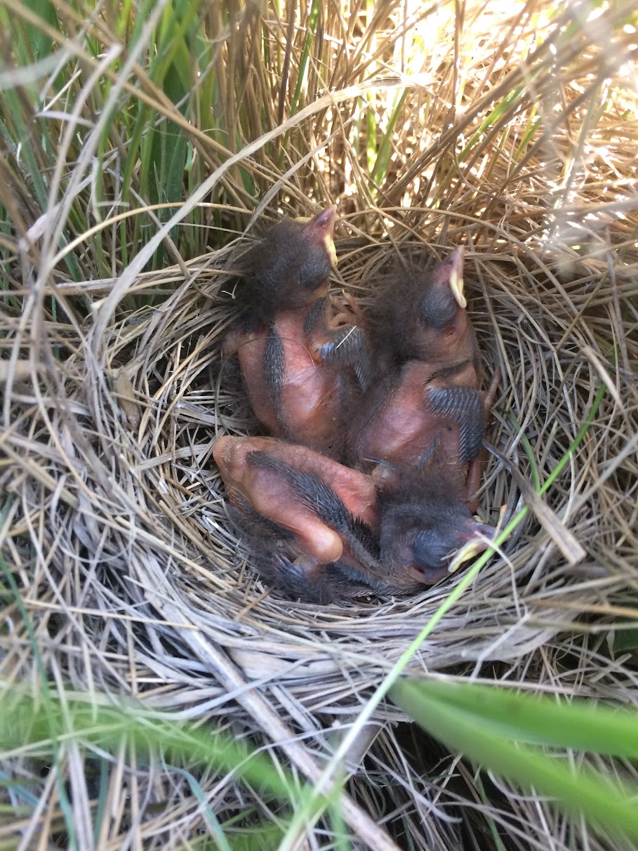 Three saltmarsh sparrow nestlings inside of a nest in a marsh area in Connecticut. 