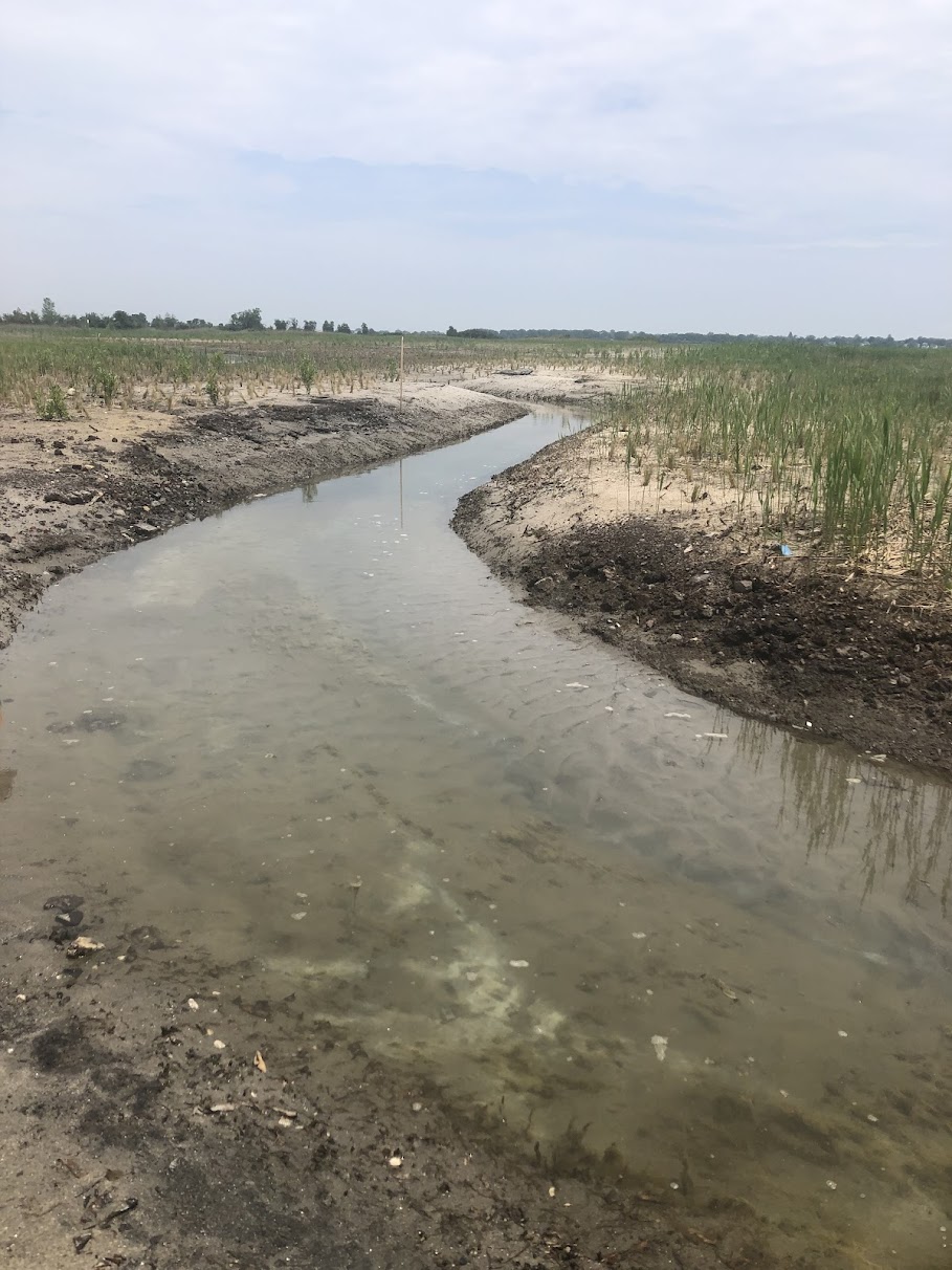 A 12 foot wide tidal channel is created. Saltwater will enter the channel during high-tide, slowing the growth of invasive species and mosquito populations.