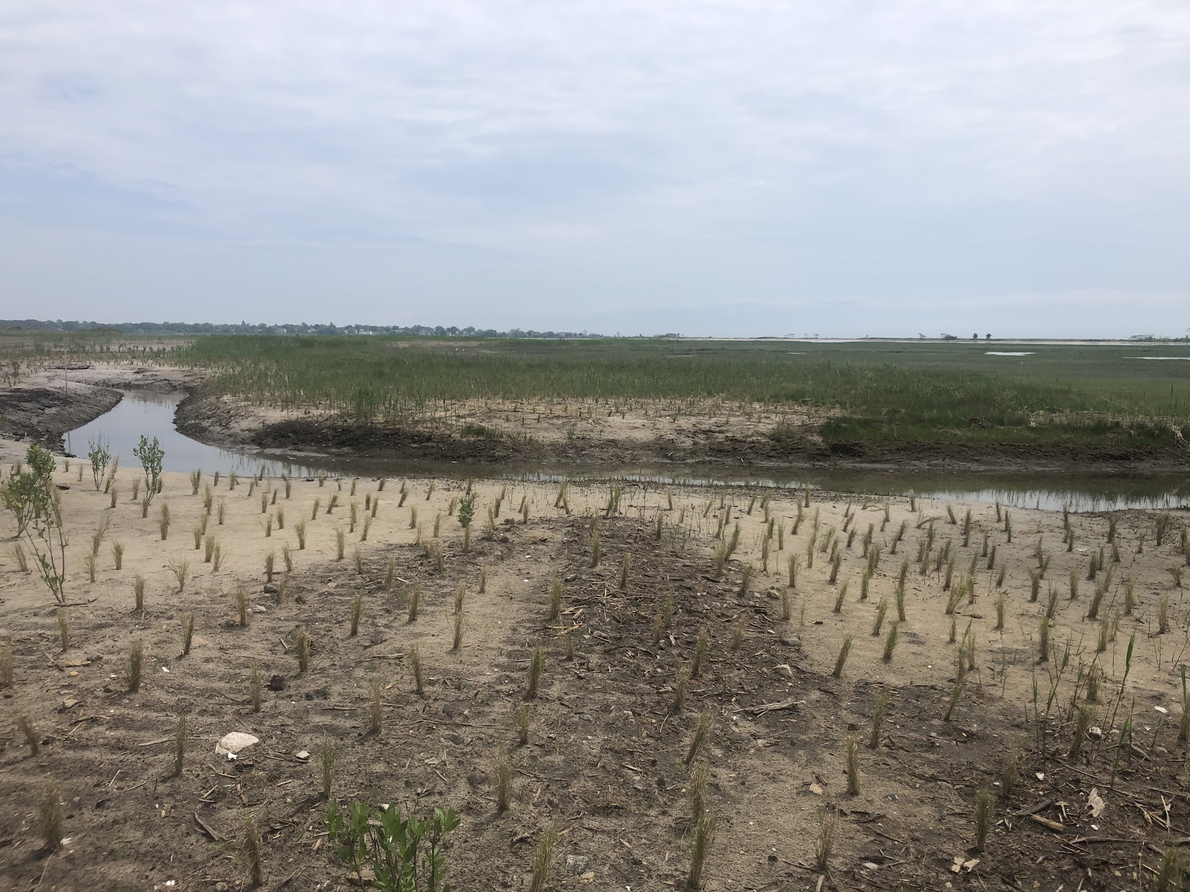 Growing patches of saltgrass (Distichlis spicata) are spread out across at a newly-restored section of Great Meadows Marsh in Stratford, Connecticut. Behind the plants is the new tidal channel, shown bringing saltwater into the marsh during high tide.