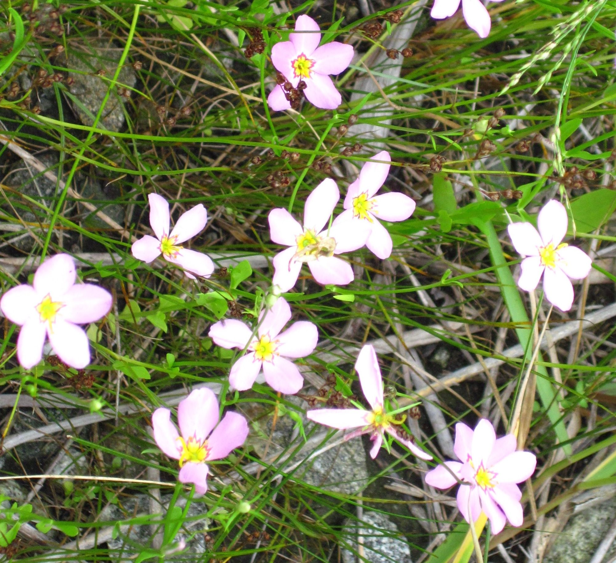 A close up photo of several Marsh Pink flowers at Great Meadows. 