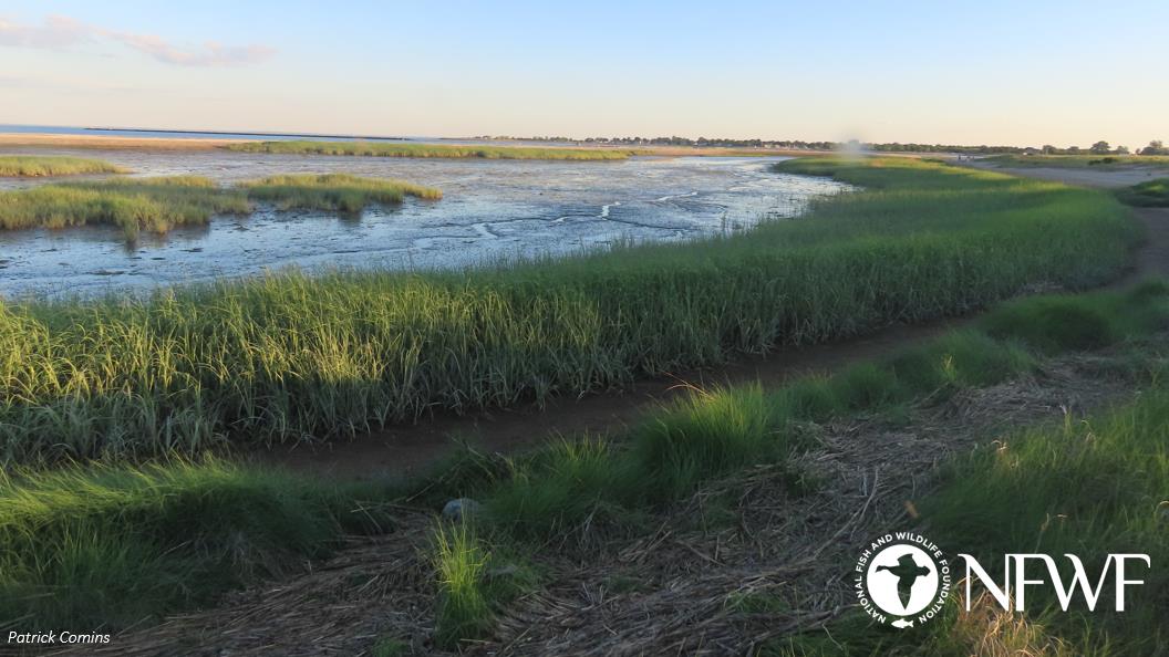 Photo of a Long Island Sound Marsh by Patrick Comins. The photo also has the logo of the Natonal Fish and Wildlife Foundation or NFWF