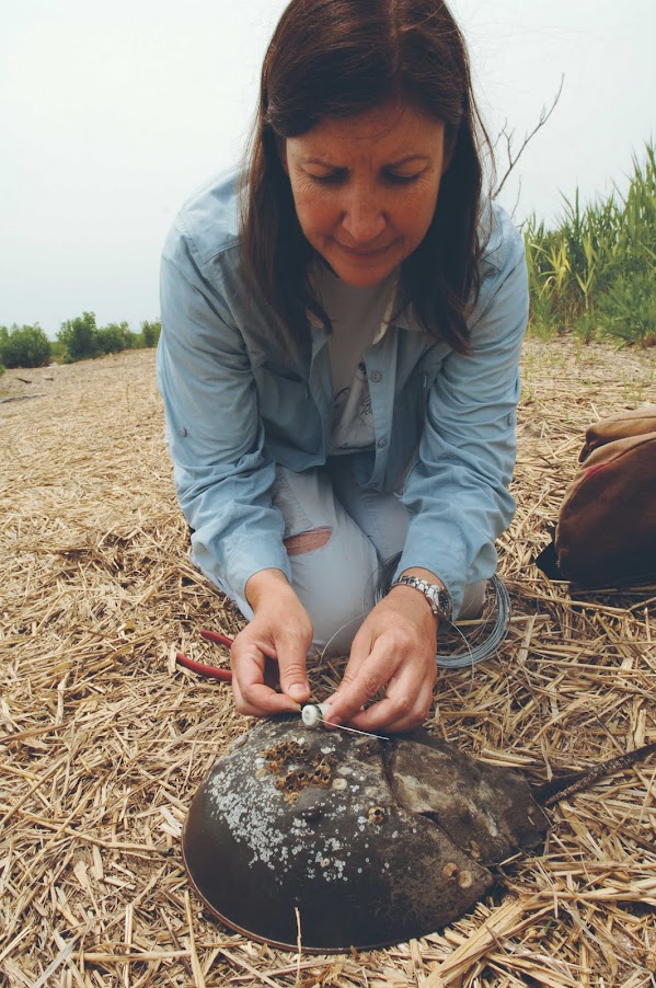Jennifer Mattei crouches down in field of dead grass to tag a horseshoe crab by hand.